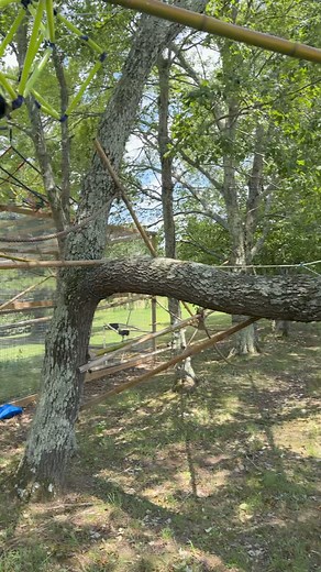 104K views · 5.5K reactions | Took him a minute to remember his dismount藍 #reelsfb #monkeys #reels #pets #instagram #share #trending #smile #spidermonkey #capuchin #funnyvideos | Our Life Adventures | Facebook