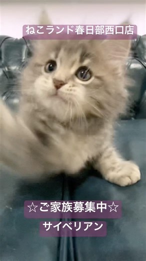 【子猫販売】 #サイベリアン #猫のいる暮らし #猫好きさんと繋がりたい #猫のいる生活 #子猫 #cat