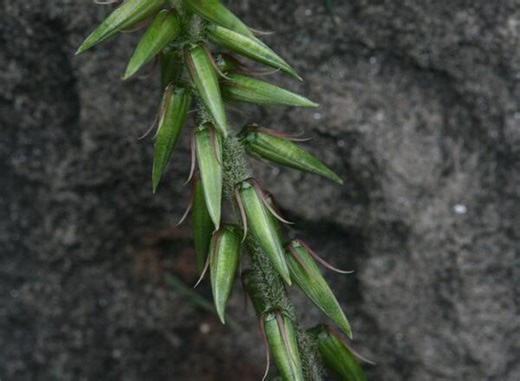 Invasive Chaff Flower
