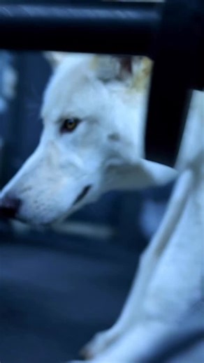 Ben Corliss on Instagram: "Download my app 📲 to train with me! Click the link in my bio! ↙️ @Lifts.with.wolves @Lifts.with.wolves @Lifts.with.wolves Available in the App Store and Google Play Store! ✅ 18 different programs, for different goals, different fitness levels, and different schedules. ✅ Over 400 different exercises! Programs include: - Bodybuilding - Pure Strength - Power Building - Full Body Physique - Free Weights Only - Body Part Split - Upper Body - Lower Body Split - Big Booty Pr