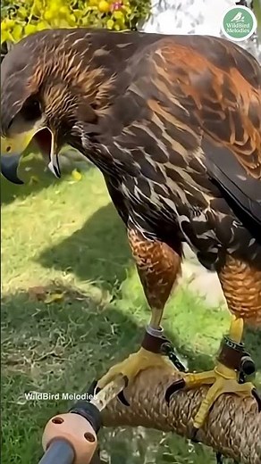 Relaxing Bird Sounds ASMR | Nature Chirping Compilation (No Music) #BirdSounds #BirdSongs