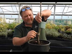 How to Apply Grease Bands to Fruit Trees