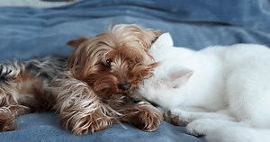 Charming Dog Delightful Cat Snuggle Closely Stock Footage Video (100% Royalty-free) 3703297627 | Shutterstock