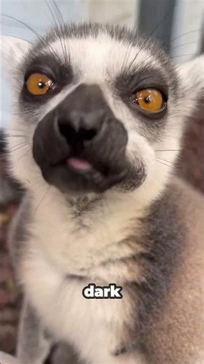 Lemur, the big-eyed one #lemur #animals #wildlife
