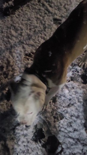 Ace loves the snow ❤️ 💖 | Beverly Arant