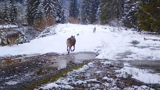 Imagini care provoacă frică. Haită de lupi, filmată pe un drum forestier din Munții Apuseni VIDEO