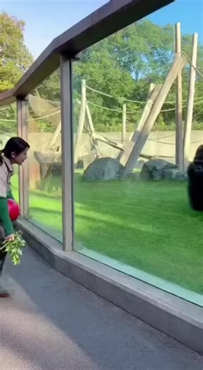 Gorilla Enjoys Playtime with Kids at the Zoo