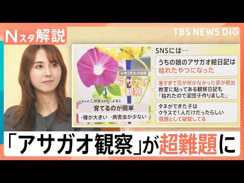 「宿題として破綻」アサガオの観察が超難題に？ラジオ体操は1週間だけ？暑さで夏休みの定番に異変【Nスタ解説】｜TBS NEWS DIG