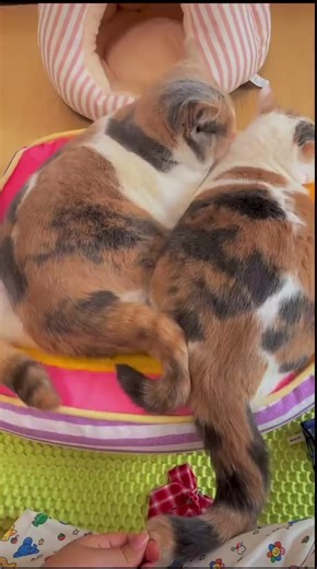 How to Create the Most Beautiful Cat Tail Braid