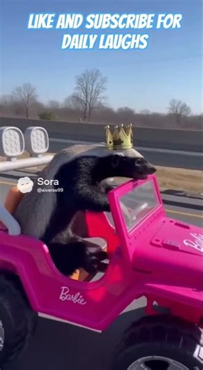 #honeybadger #shorts #funnyanimals #ai #viral #absurd #tiktok