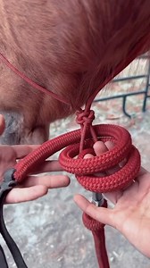 I get this question so often. “Where are your reins from?” Really, it’s just a quick little trick I like to use when I don’t have my hackamore around! The rope I most commonly use (DAILY ON ERRYTHANG I TOUCH) is a 21’ training line from @ridgecreektack (not sponsored) - just because I like to have plenty of rope to make a mecate out of, as well as plenty to sling around and work a horse with. It’s so versatile and it’s never let me down! If you’re just starting out and new to handling a rope, I 