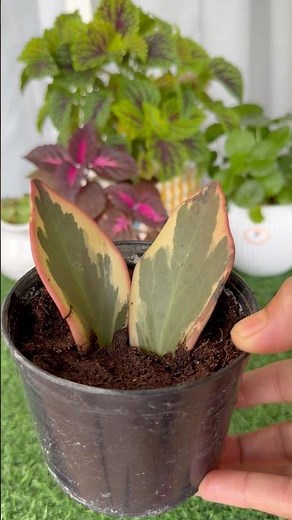 Peperomia variegated bicolour 🪴/propagation #plants #houseplants #garden #gardening #indoorplants