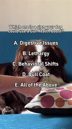 Quiz time! Does your dog show any of these symptoms? Then it might be time to give them a little bit of support.🐾 Veterinary Formula Gut Health Chews feature Pumpkin & Ginger to support healthy immune function and digestion, keeping that tail wagging every day.💙 #VeterinaryFormula #ForPetParents #SeniorPets #WalkYourPetMonth