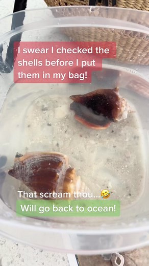 Exploring the Dangers of Early Morning Shelling in Marco Island