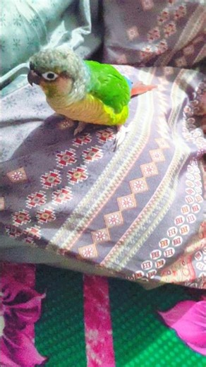 Funny thinking of my conure parrot 🦜🤣🥰🧿