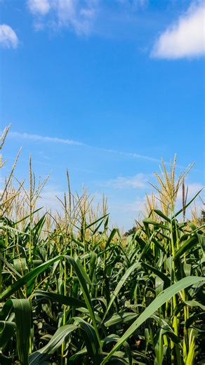 The Crop Science Podcast Show on Instagram: "Genetic improvements have boosted corn yields without the need for significantly higher plant densities, showing how modern hybrids maximize output efficiently. Listen to the episode Nitrogen Fertilizer Rates for Corn on The Crop Science Podcast Show, available on all major platforms. #wisenetix"