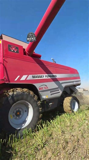 MF Beta beim Raps dreschen🌾😎