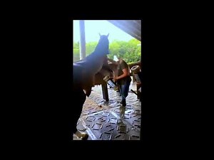 Girl getting horse 🐎 sperm OMG 😱😱😳😳😳 horse semon collection