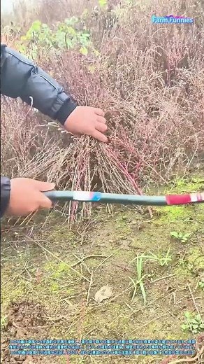 草刈りの技術：精密な収集