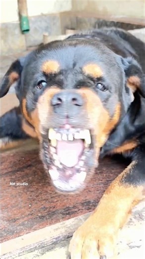 Angry Rottweiler barking sounds #rottweiler #petsempire #cute #barkingsound #puppy