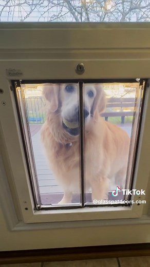 Pet-Friendly French Door Upgrade with PlexiDor Pet Door