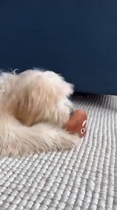 💩🐾 Endless giggles for everyone—yes, even the pups! This talking poop toy turns playtime into a hilarious, laugh-out-loud experience for kids, adults, and furry friends alike. 🎉🤣 Perfect for family fun, pranks, and silly moments that never get old! | Aspirationwish