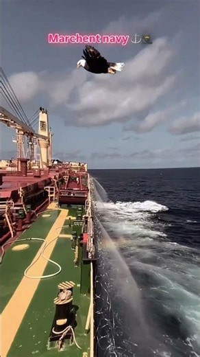 Merchant navy|dream job|trending video|navy short|navy status #ship #trending #travel