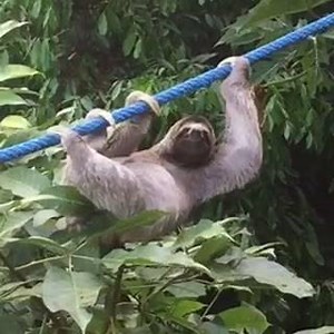 19K views · 1K reactions | Help us caption this wild Three-Fingered Sloth's race to freedom via a Sloth Speedway! | The Sloth Institute Costa Rica | Facebook