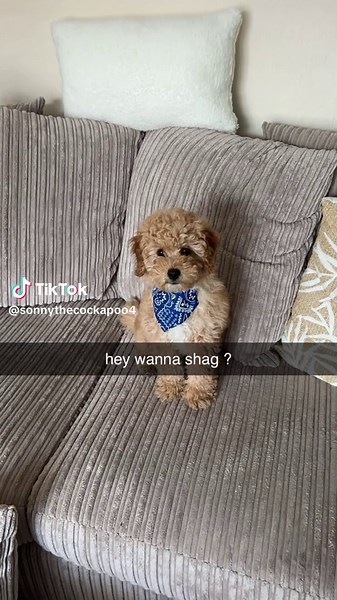 Funny Cockapoo Moments That Will Make You Smile