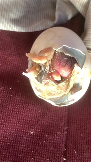 The chicken is giving birth. #viral #cat #nature #shortsfeed #shortsviral #animals #cute