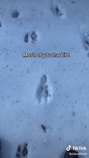 Exploring Bunny Tracks in the Snow | Answer to @myasmama01