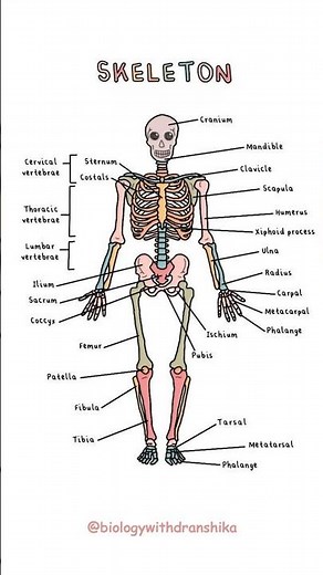 The human skeleton: The strong yet flexible framework that supports, protects, and shapes the body.