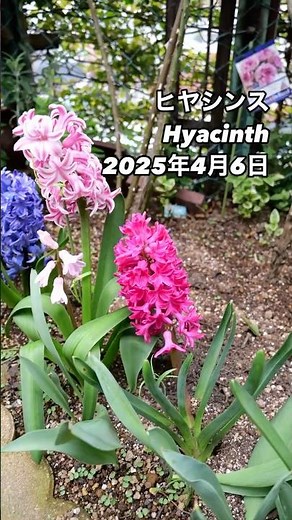 ヒヤシンスで創る春の庭 色彩と香りを長く楽しむ育て方ガイド Hyacinth⠀たくさん咲いた。2025年4月6日