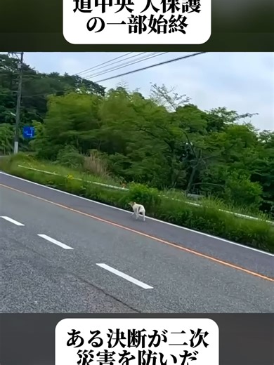 迷子犬を助けたバイク乗りの物語