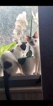 Funny cat moments caught on camera #shorts #cat #funny #compilation #cats