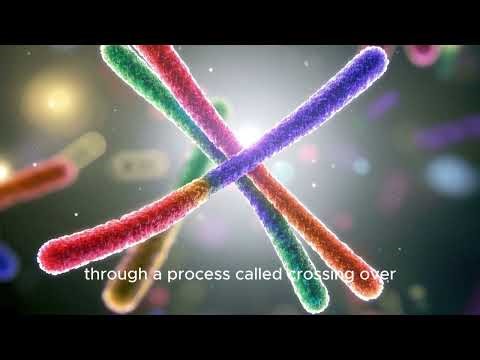 Meiosis Made Simple How Cells Divide to Make Life