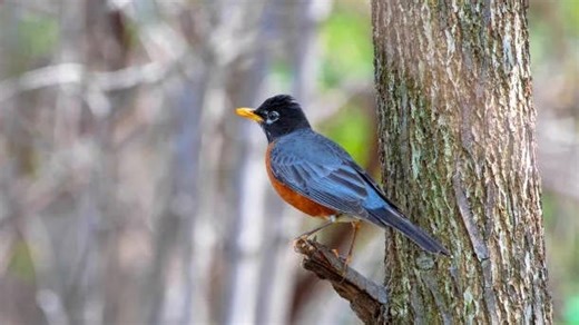 Potentially millions of birds die each year from crashing into windows. See how you can help.