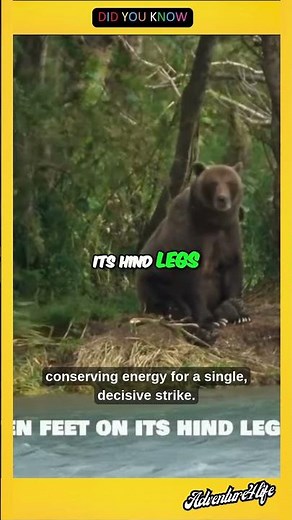 The Brown Bear