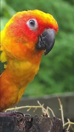 Doing diary routine-singing with sun conure