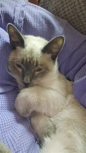 baby scar #kitten #cat