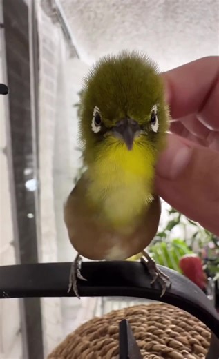 Bird Mite Saga: Debunking Myths & Ensuring Health #BirdMiteMyths, #AvianMisconceptions, #BirdCareFacts, #DebunkingMyths, #BirdHealthTips, #AvianMythBusters, #PetBirdFacts, #BirdLoverInsights, #BirdKnowledge, #HealthyBirds, #FeatheredFriends, #BirdEnthusiast, #BirdKeepingTips, #BirdLife, #BirdWisdom, #MythBusting, #BirdCare101, #AvianEducation, #BirdOwnerTips, #MythDebunked, #PetBirdWisdom, #BirdKnowledge, #AvianInsights, #HappyBirds, #BirdSanctuary, #AvianWellness, #BirdFacts, #PetBirdCommunity,