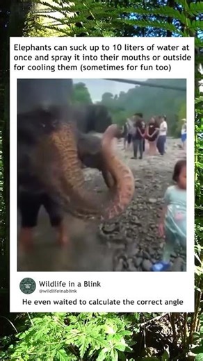 Elephant playfully sprays others with his trunk