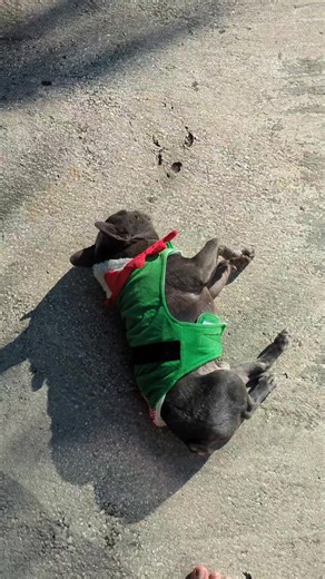 dog having fun outside