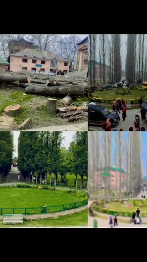 4.6K views · 49 reactions | Amar Singh College of Srinagar was one of the best picturesque spots. With its canopy of tall green trees that spread all over the historical college, the whole college looked like a jewel in the crown. But alas!! The trees have been deemed unimportant and axed, changing the whole view of the college. #amarsinghchamkilaonnetflix #Amarsinghcollege #jammukashmir #collection #followusonfacebook | Journalist Meer Irfan | Facebook