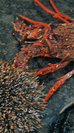 🦞🦔🐌 #paua #kina #crayfish