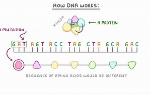 66 GCSE Biology - What are DNA Mutations
