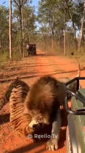 Epic Battle: Tiger vs Lion – Who is the True King of the Jungle? 😱