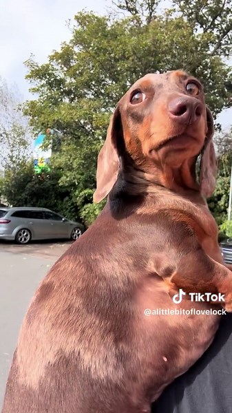 Advent Calendar Review from Pets at Home