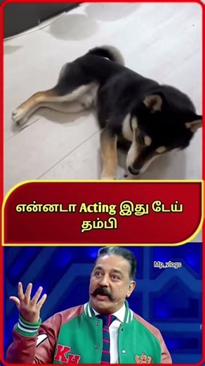 “This Dog’s Action Scene Will Make You Laugh Out Loud! 😂🐶 | Funniest Dog Moments Ever!”