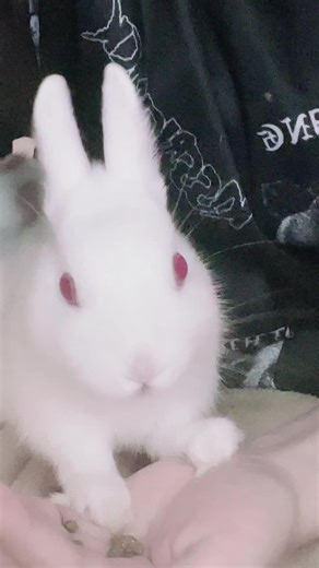 Cute White Rabbit Interacting with Caring Handler